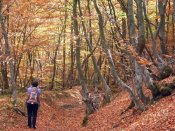 El Faedo de Orzonaga