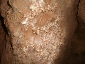 Sil de la Columbina 1.8