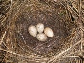 Sil de la Columbina 1.5