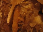 Sima de Huergas, Excéntricas