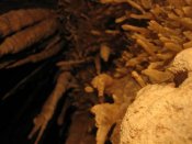 Sima de Huergas, Excéntricas