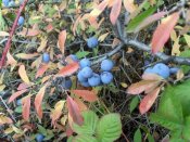 Andrinos, detalle del fruto