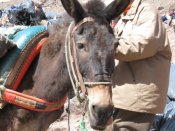 Alto Atlas - Marruecos